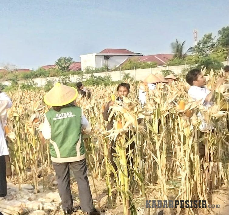 Pelindo Regional 1 Dumai Dukung Panen Jagung Polsek KSKP