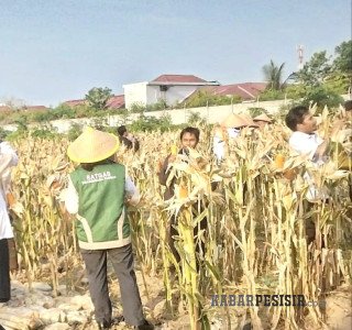 Pelindo Regional 1 Dumai Dukung Panen Jagung Polsek KSKP